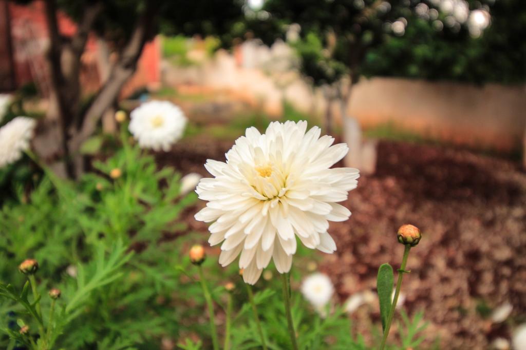 Flower Garden * Ksamil