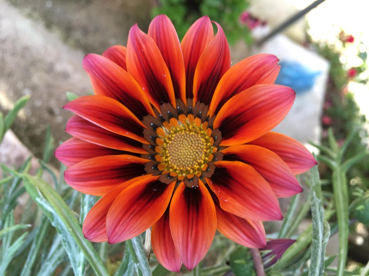 Flower Garden Apartment *