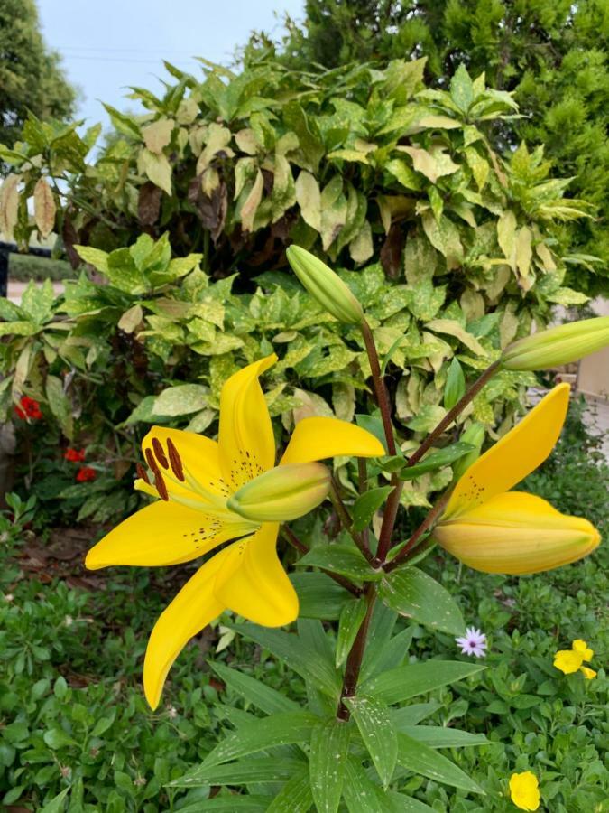 Flower Garden *